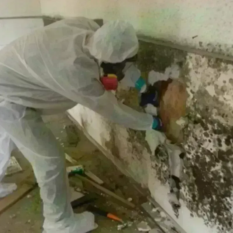 Mold Remediation and Removal in Tazewell County, IL